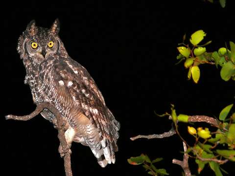 Image of Spotted Eagle-Owl