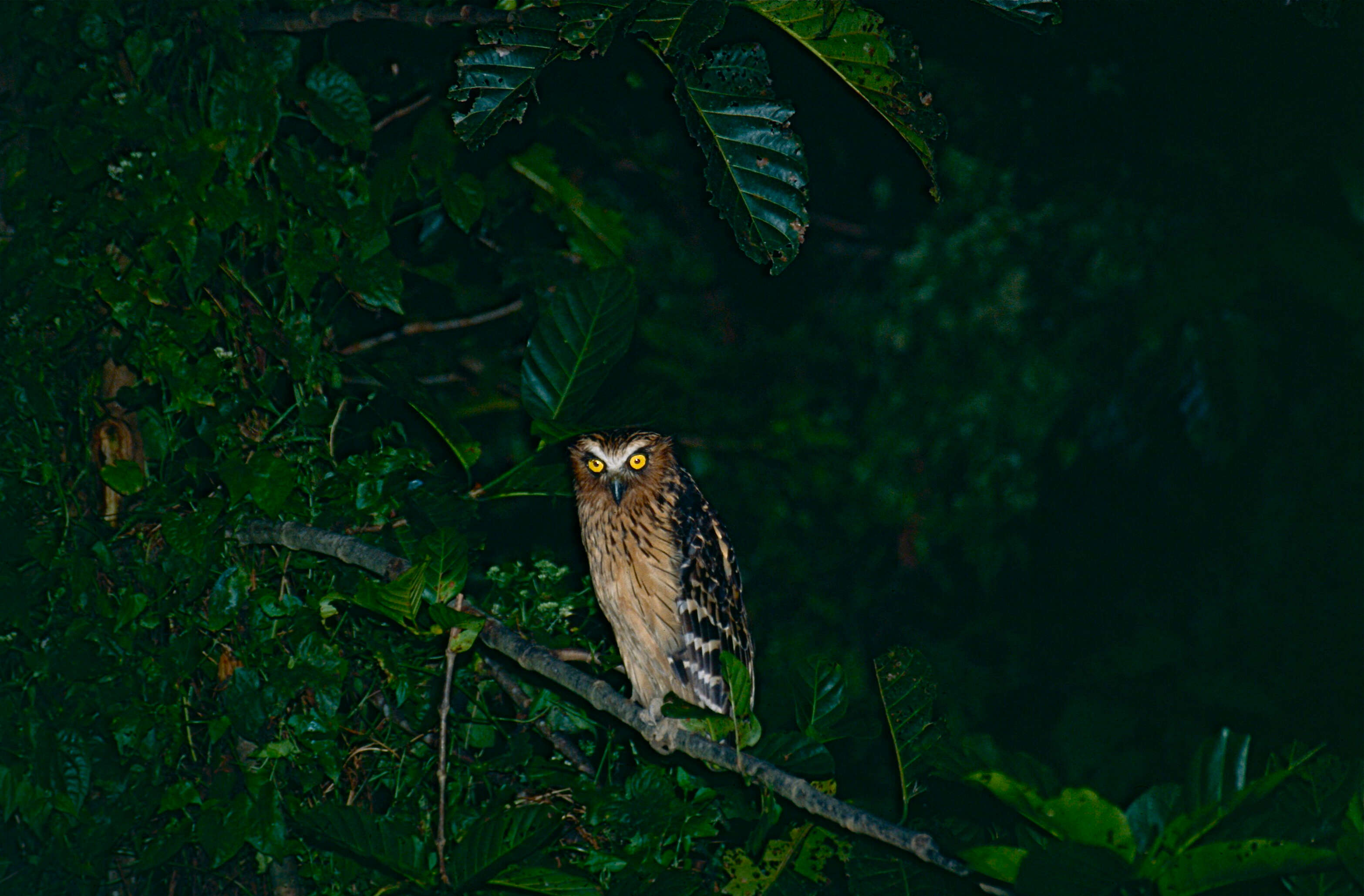 Image of Buffy Fish Owl