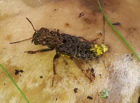 Image of Gold-and-brown Rove Beetle