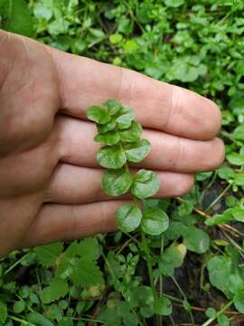 Image of Cardamine dentata Schult.