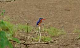 Image of Alcedo cristata