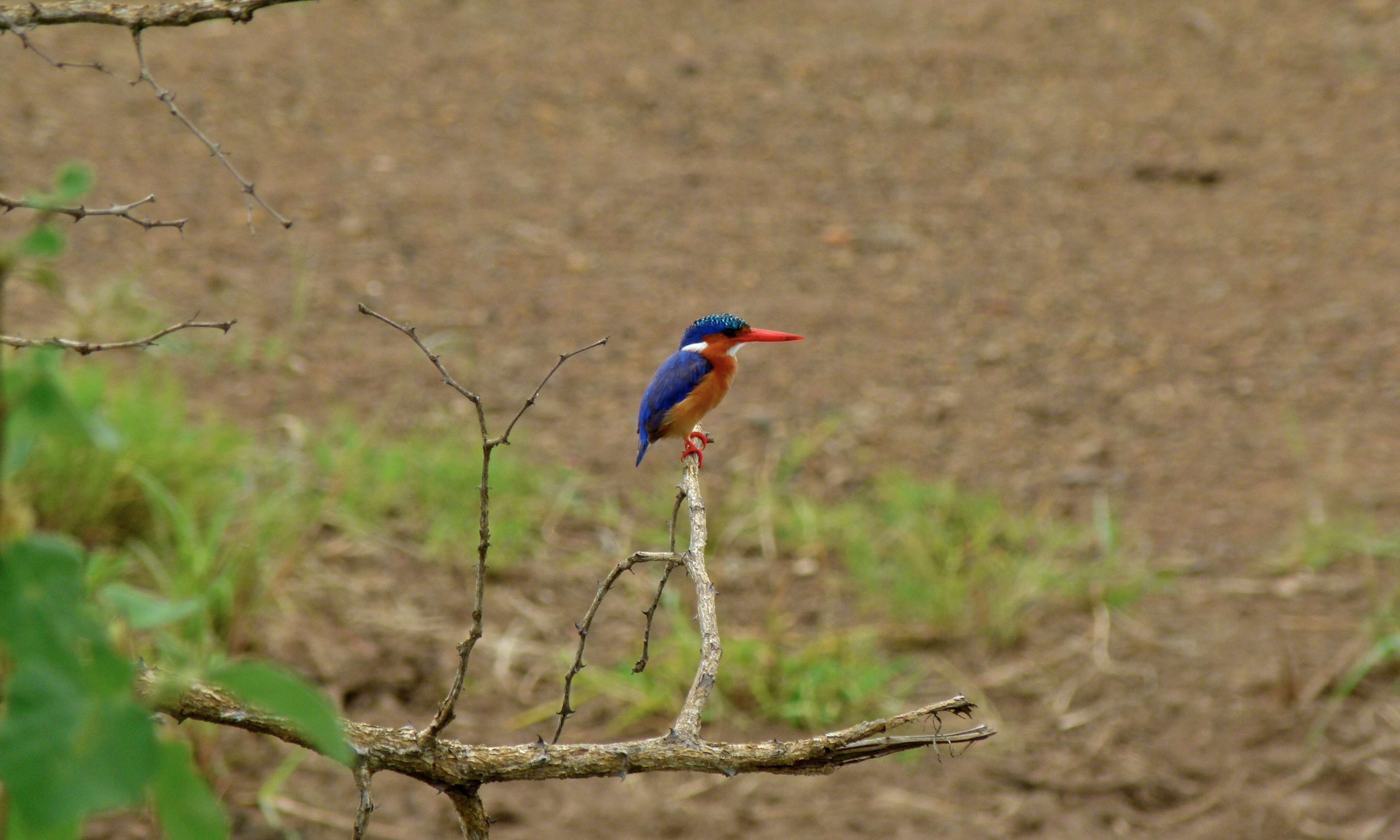 Image of Alcedo cristata