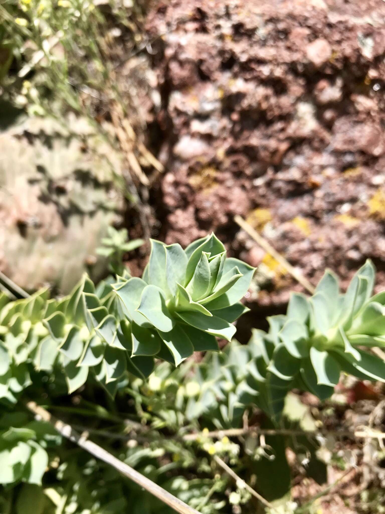 Image of myrtle spurge