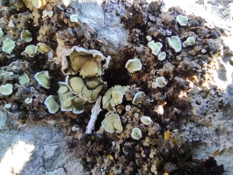 Image of lecidea lichen