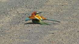 Image of bee-eater, european bee-eater