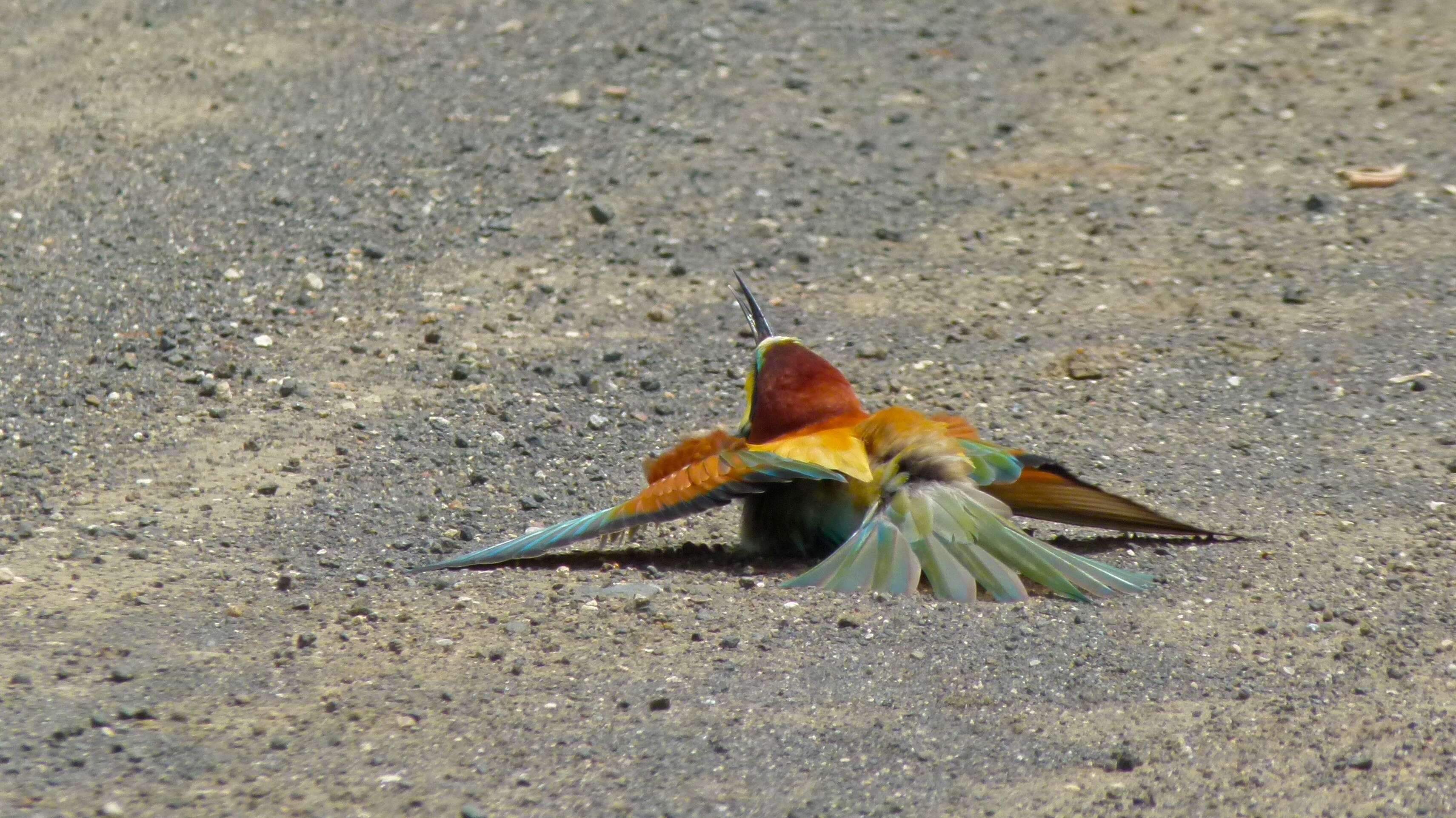 Image of bee-eater, european bee-eater