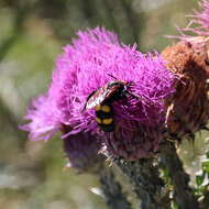 Image de Megascolia maculata (Drury 1773)