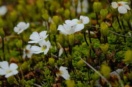 Слика од Ourisia caespitosa Hook. fil.