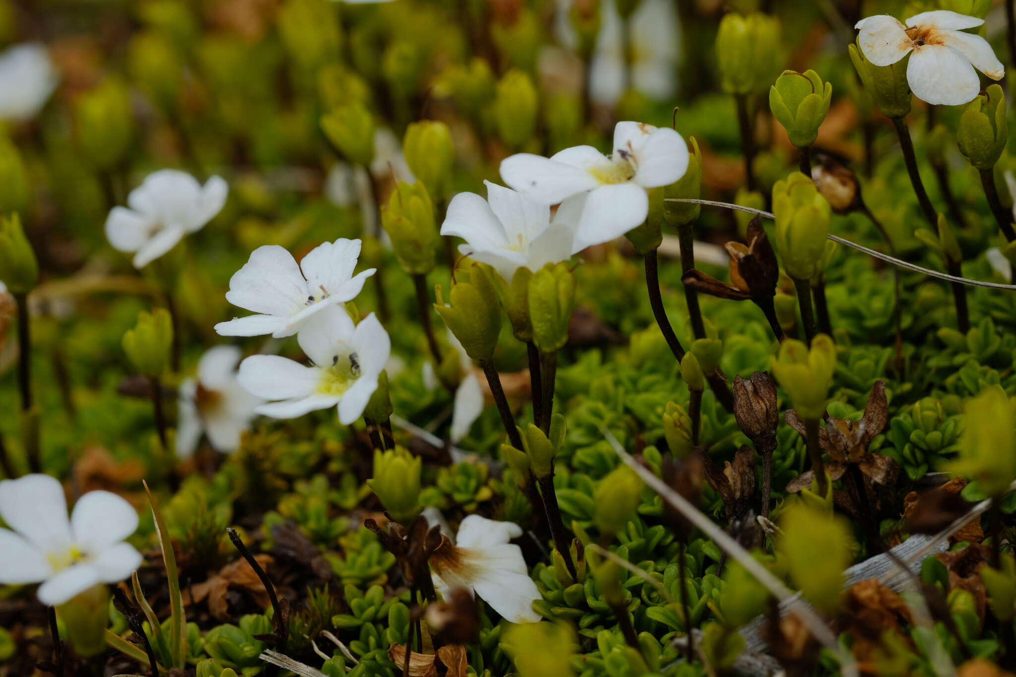 Слика од Ourisia caespitosa Hook. fil.