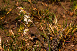 Imagem de Gladiolus inandensis Baker