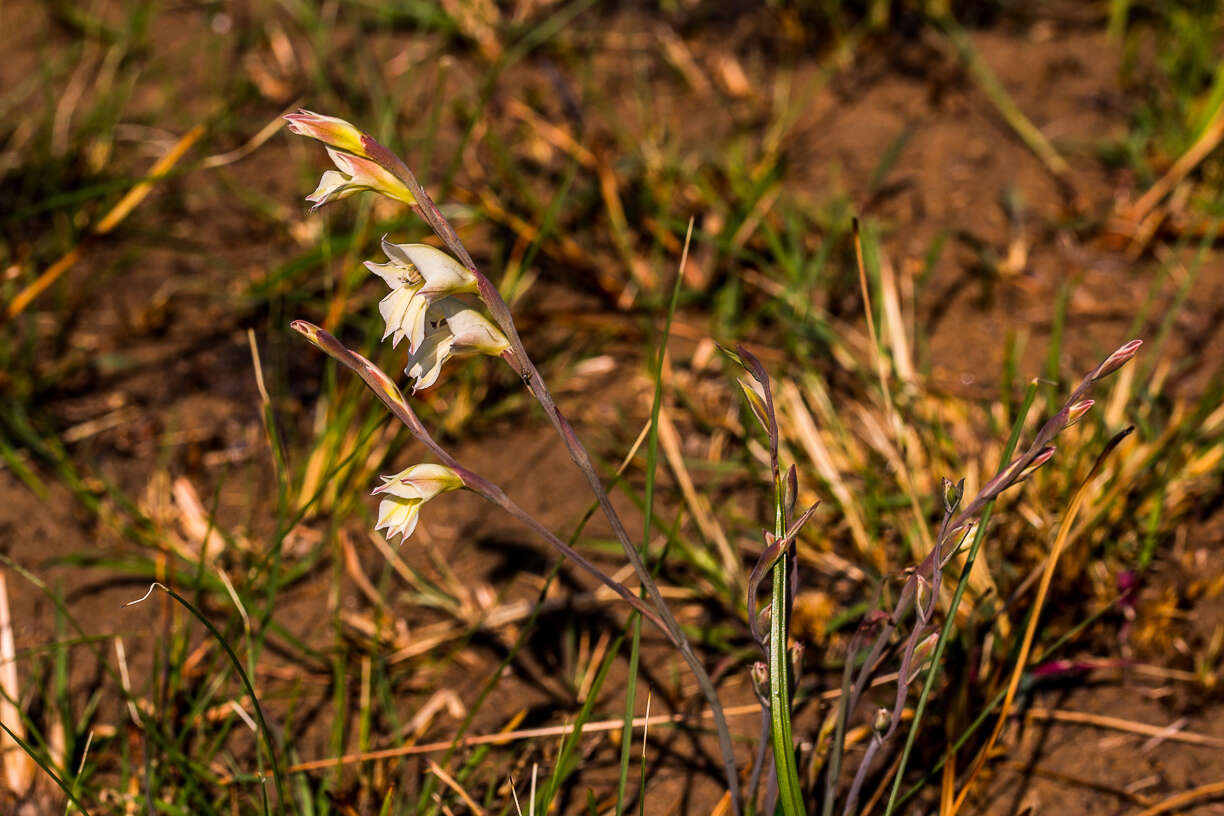 Imagem de Gladiolus inandensis Baker