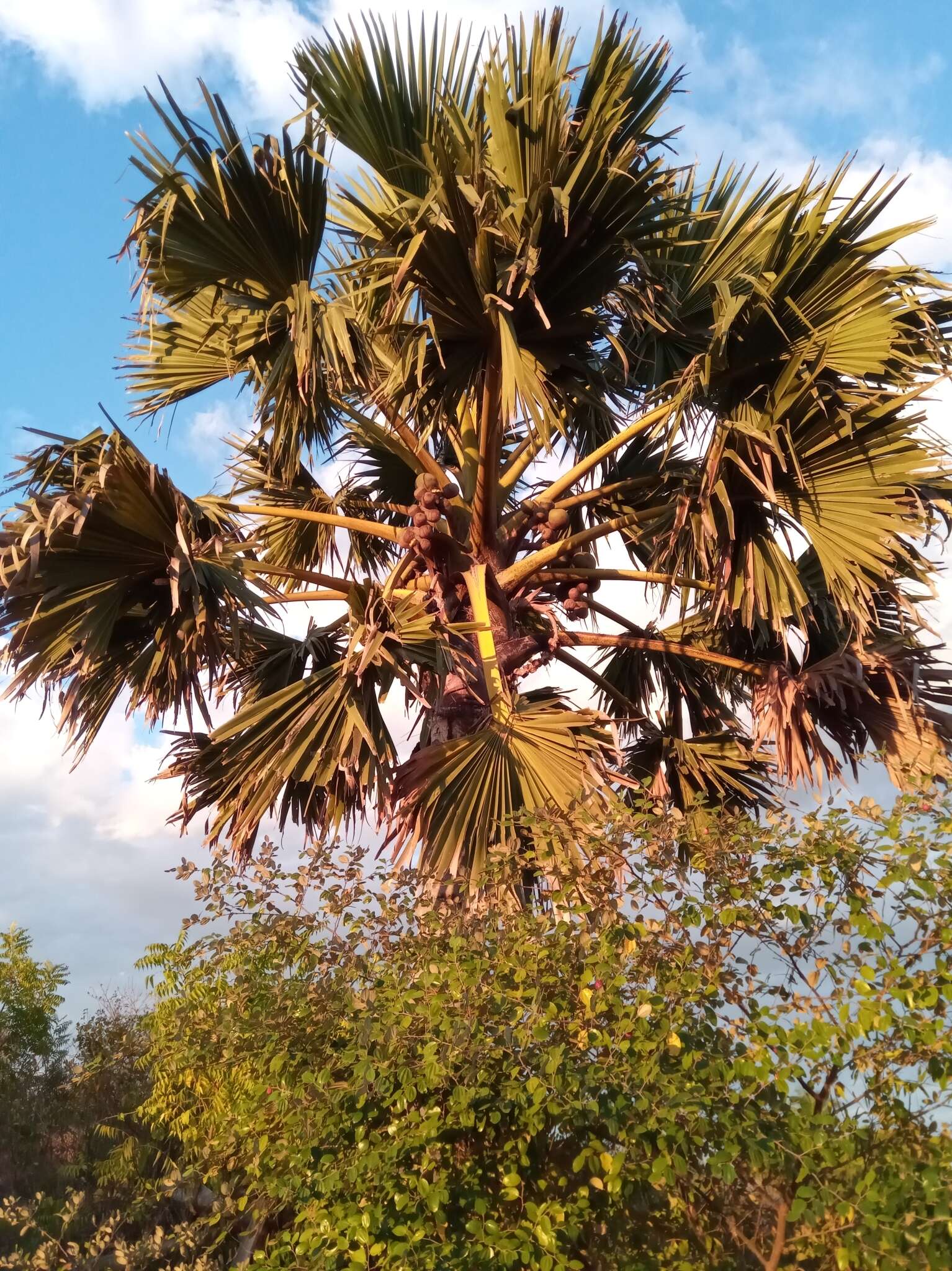 Image of Borassus madagascariensis (Jum. & H. Perrier) Bojer ex Jum. & H. Perrier