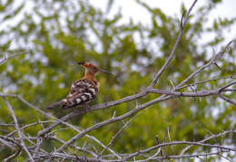 Image of African Hoopoe