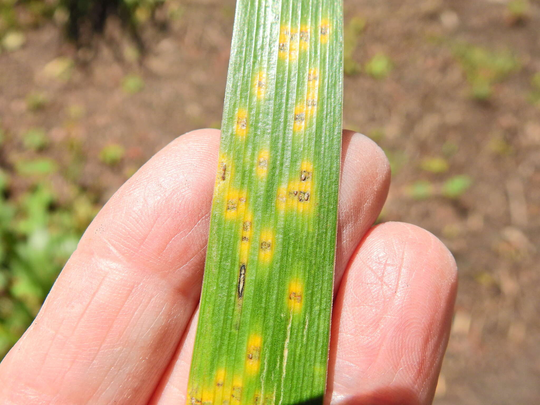 Image of Puccinia iridis Wallr. 1844