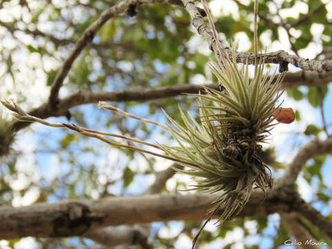 Image of Tillandsia loliacea Mart. ex Schult. & Schult. fil.