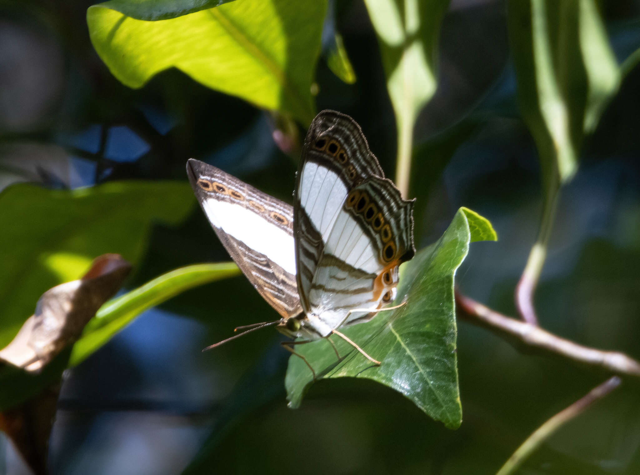 Слика од Cyrestis acilia Godart 1819