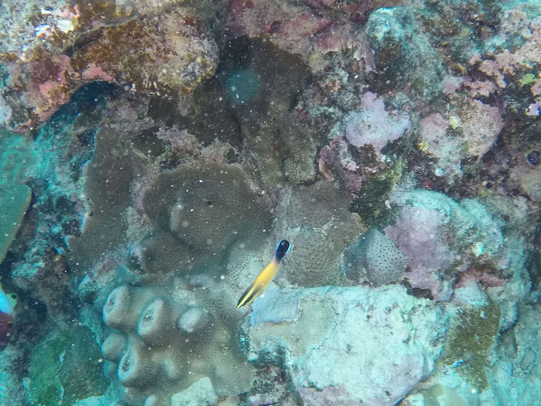 Image of Golden cleanerwrasse