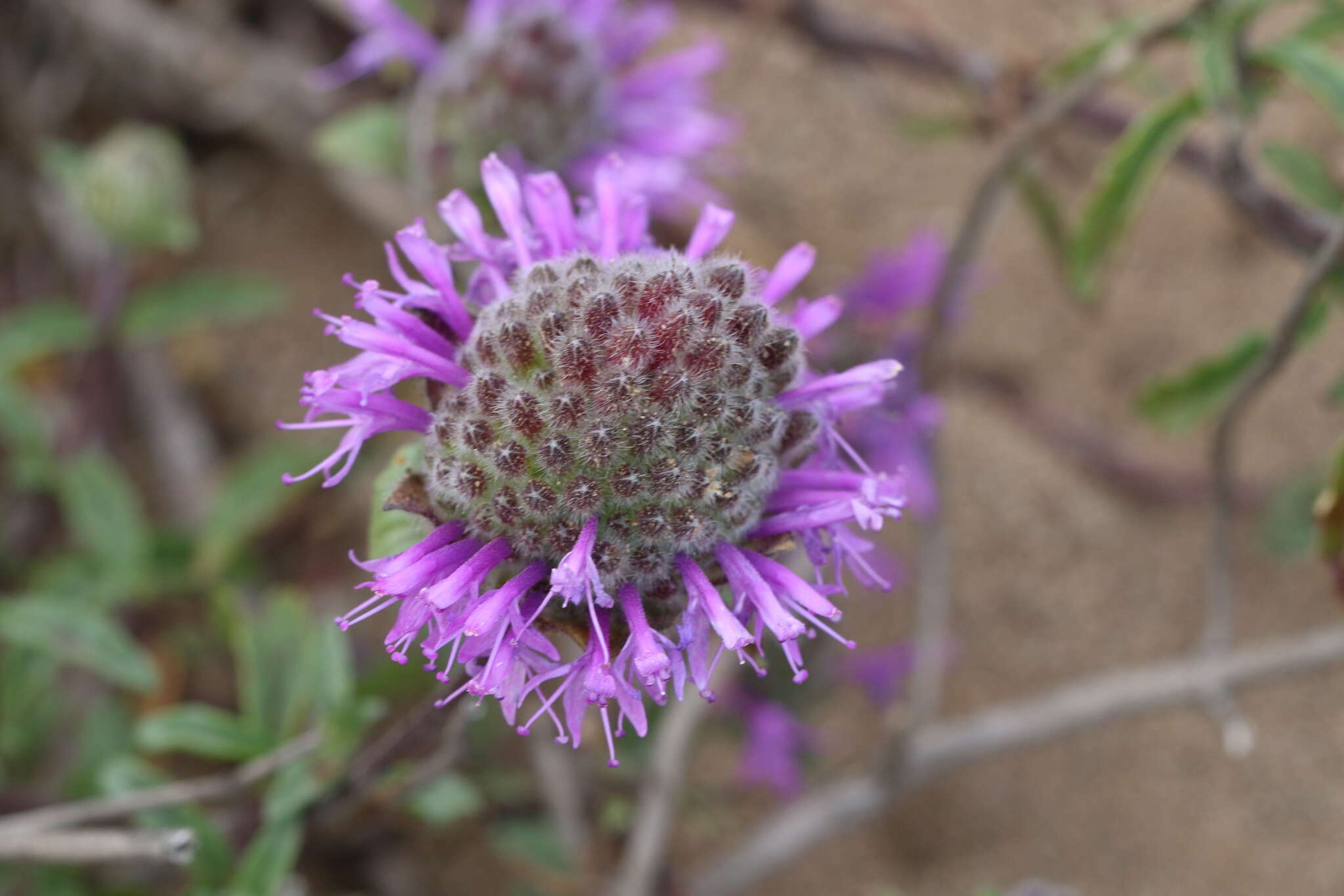 Monardella sinuata subsp. nigrescens Elvin & A. C. Sanders的圖片