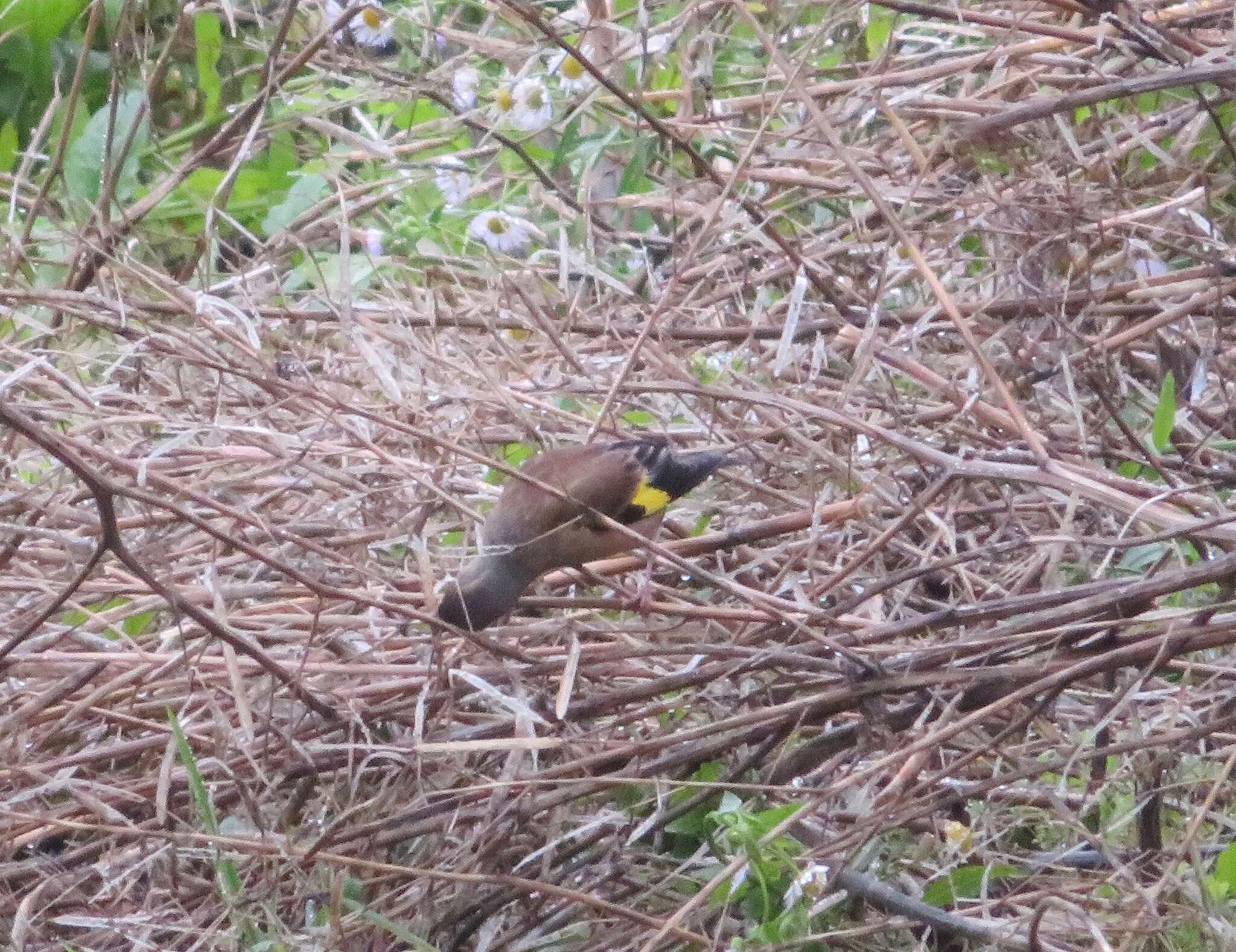 Image of Grey-capped Greenfinch