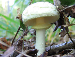 Image of False deathcap