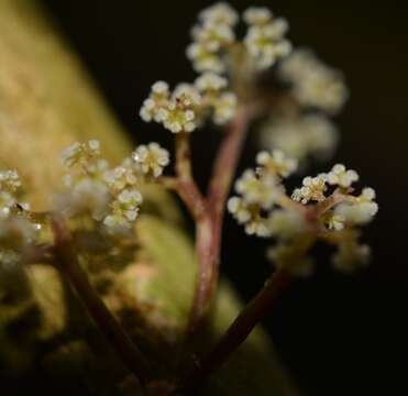 Image of Urera elata (Sw.) Griseb.