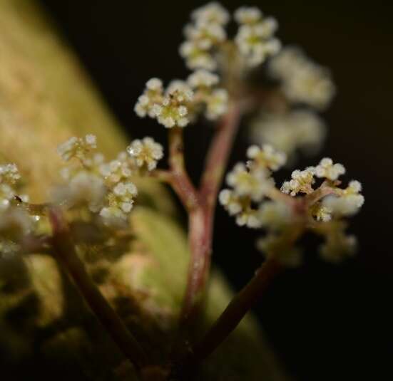 Image de Urera elata (Sw.) Griseb.