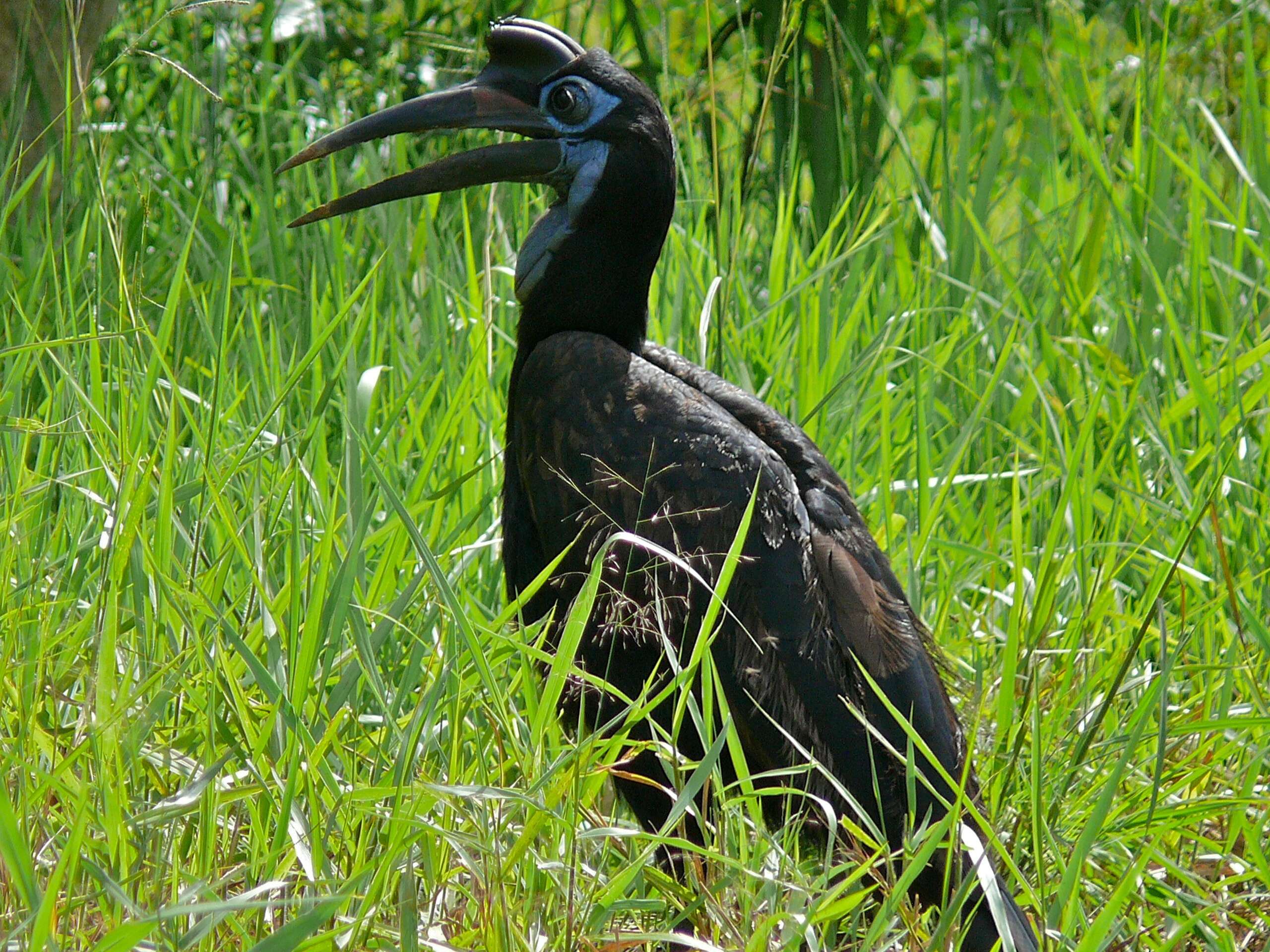 Image of Abyssinian Ground Hornbill