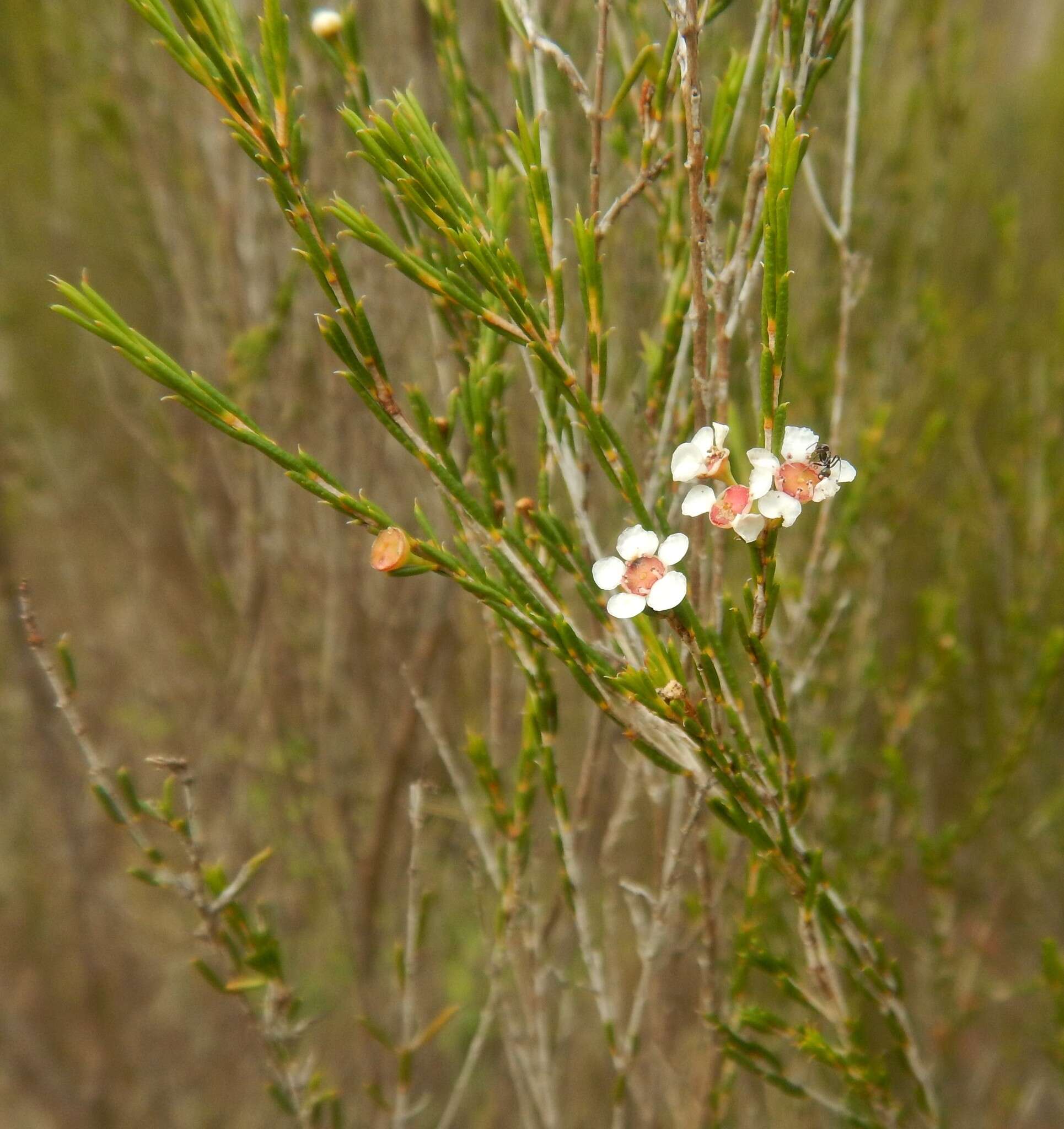 Image of Hysterobaeckea behrii (Schltdl.) Rye