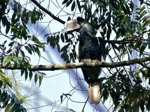 Image of Black-and-white Casqued Hornbill