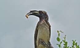 Image of African Grey Hornbill