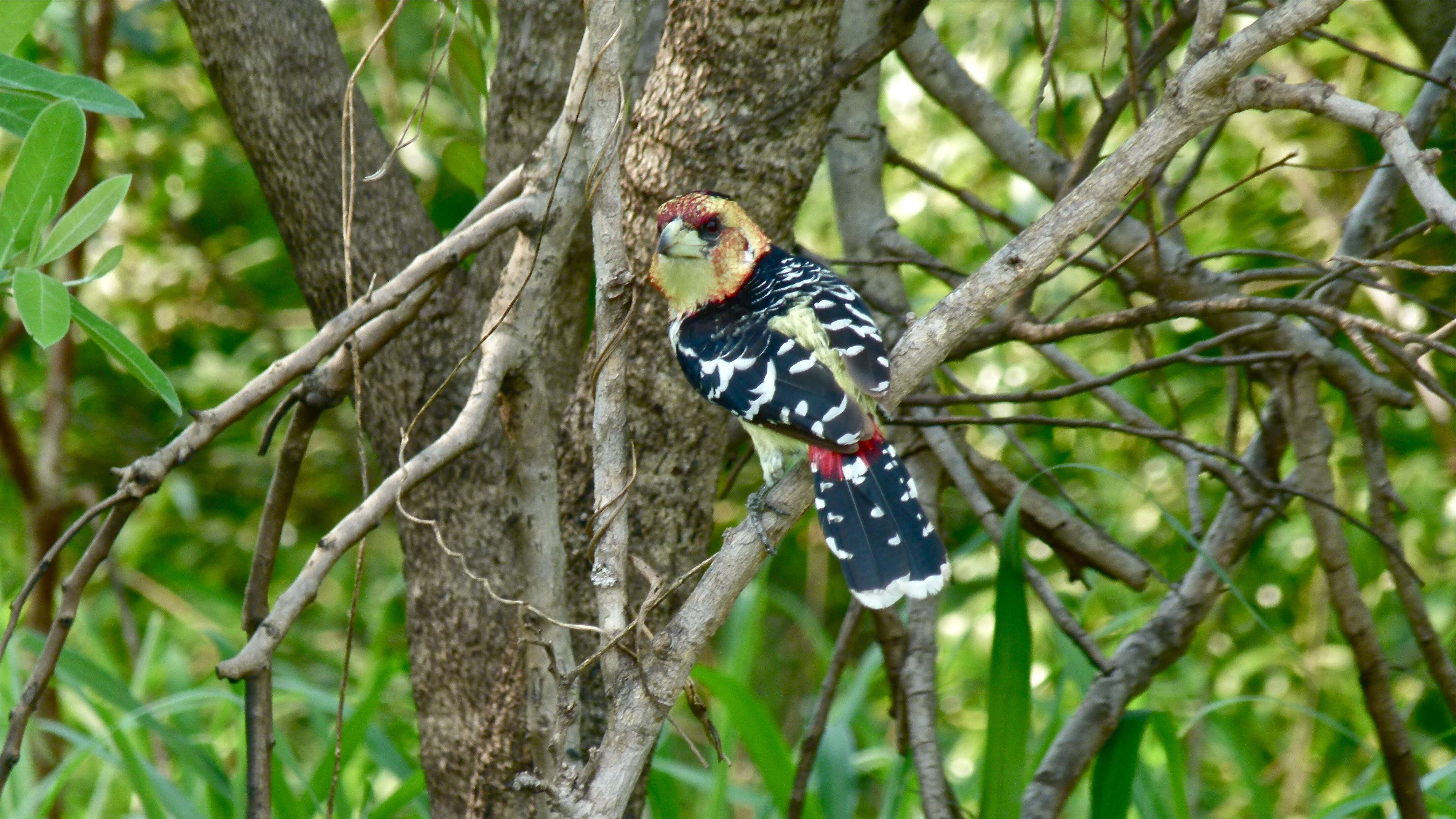 Image of Crested Barbet