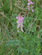 Image of Hedysarum hedysaroides subsp. hedysaroides