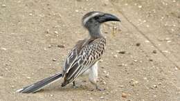 Image of African Grey Hornbill