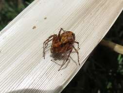 Image of Western Lynx Spider