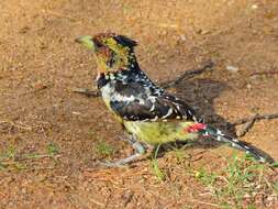 Image of Crested Barbet