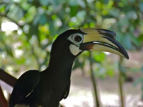 Image of Oriental Pied Hornbill