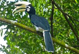 Image of Oriental Pied Hornbill