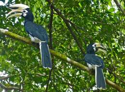 Image of Oriental Pied Hornbill