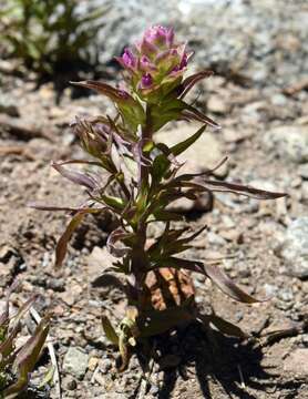 Image of cryptantha owl's-clover