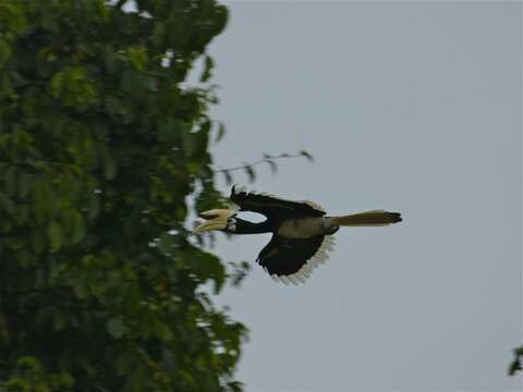 Image of Oriental Pied Hornbill