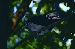 Image of Oriental Pied Hornbill