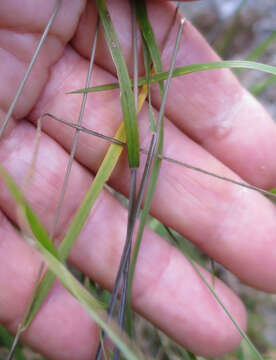 Image of Stenostachys gracilis (Hook. fil.) Connor