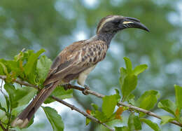 Image of African Grey Hornbill