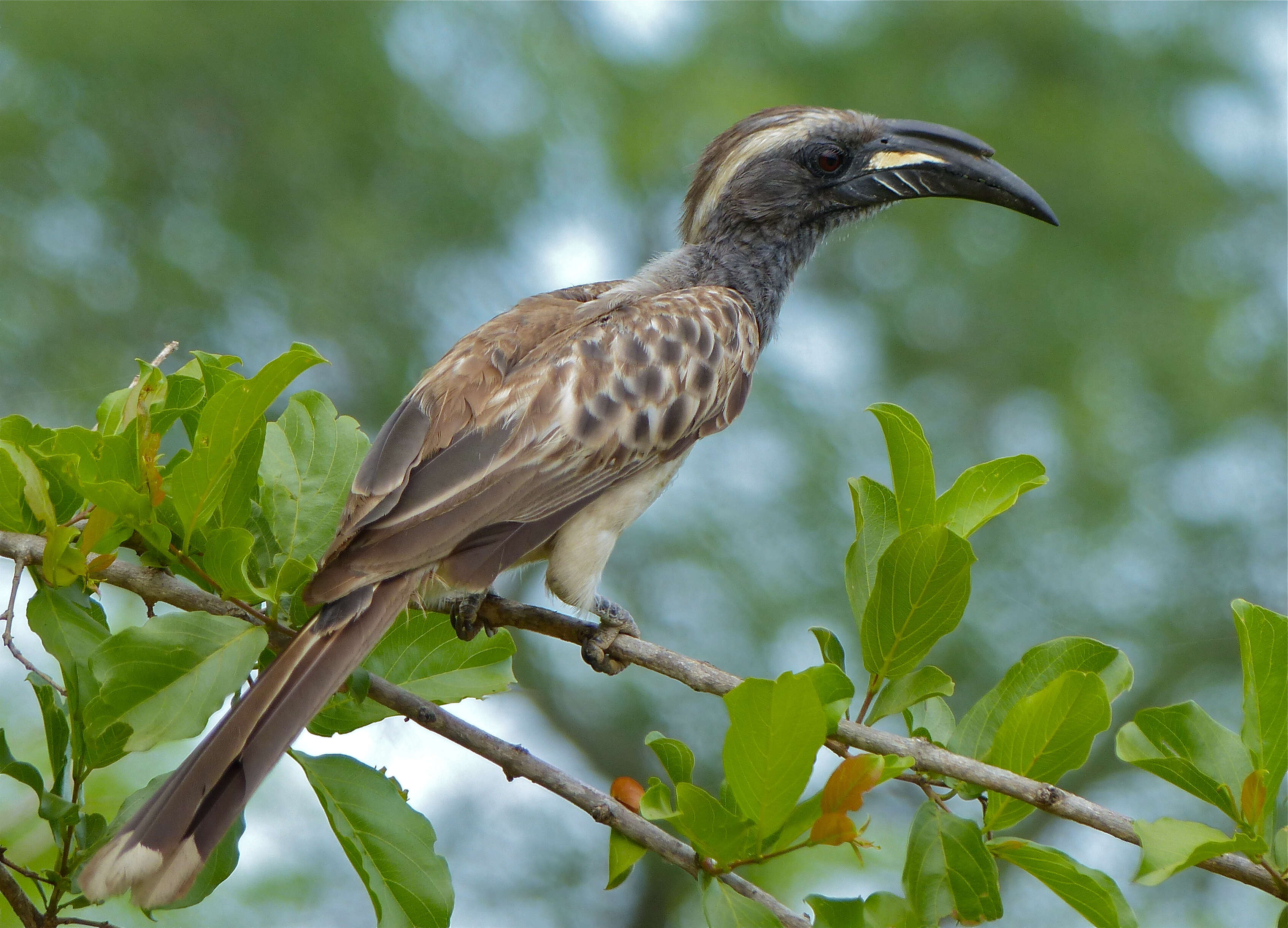 Image of African Grey Hornbill