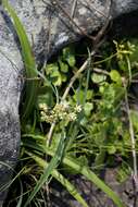 Image of Asclepias praemorsa Schltr.