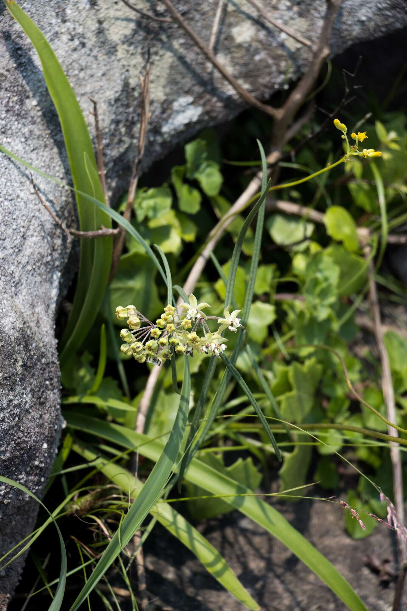 Image of Asclepias praemorsa Schltr.