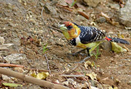 Image of Crested Barbet