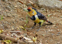 Image of Crested Barbet