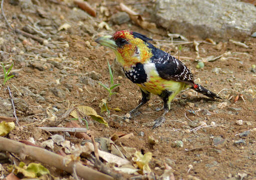 Image of Crested Barbet