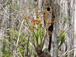 Imagem de Cyrtopodium punctatum (L.) Lindl.